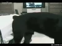 [ Beast Sex Film ] Powerful dog mounts and copulates his hot owner